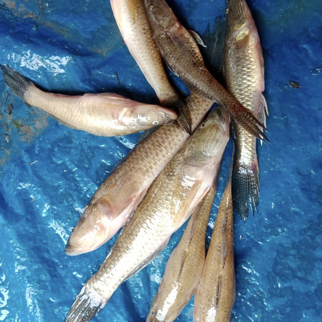 Bheel Fish Thecaptr